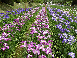 吉香公園