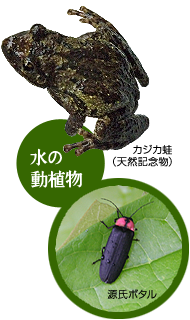 カジカ蛙（天然記念物）・ほたる