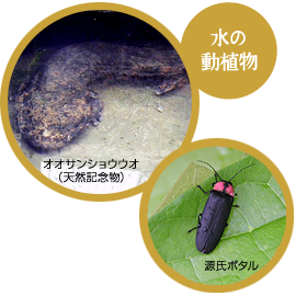 オオサンショウウオ(特別記念物)・ほたる