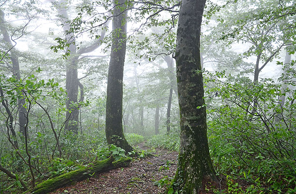 Jakuchikyo image