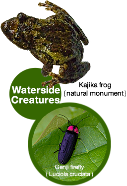 Waterside Creatures